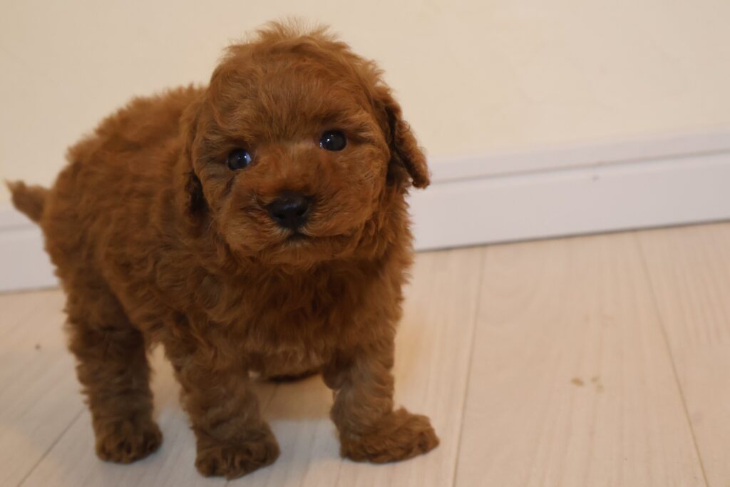 トイプードルの子犬 男の子 濃いレッド 2026年9月14日生（うっとりの子） 正面から見た立ち姿