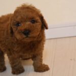 トイプードルの子犬 男の子 濃いレッド 2026年9月14日生（うっとりの子） 正面から見た立ち姿