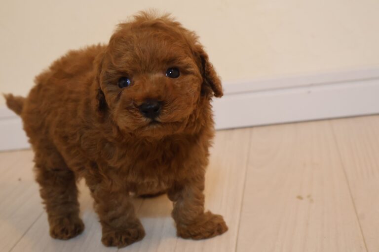 アイカドールかものトイプードルの子犬（男の子・濃いレッド）