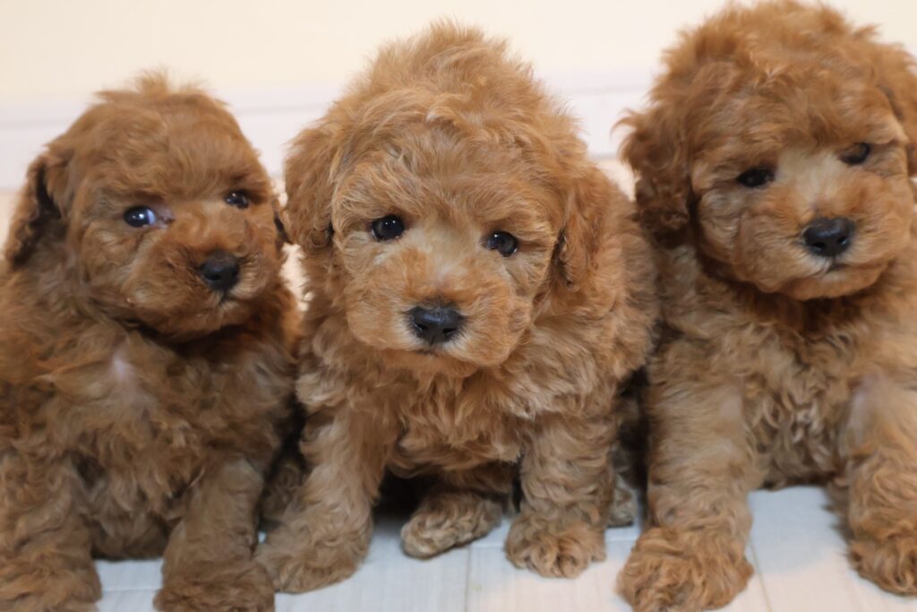 トイプードルの子犬 レッドの3きょうだい 2026年9月14日生（うっとりの子） 並んでお座り