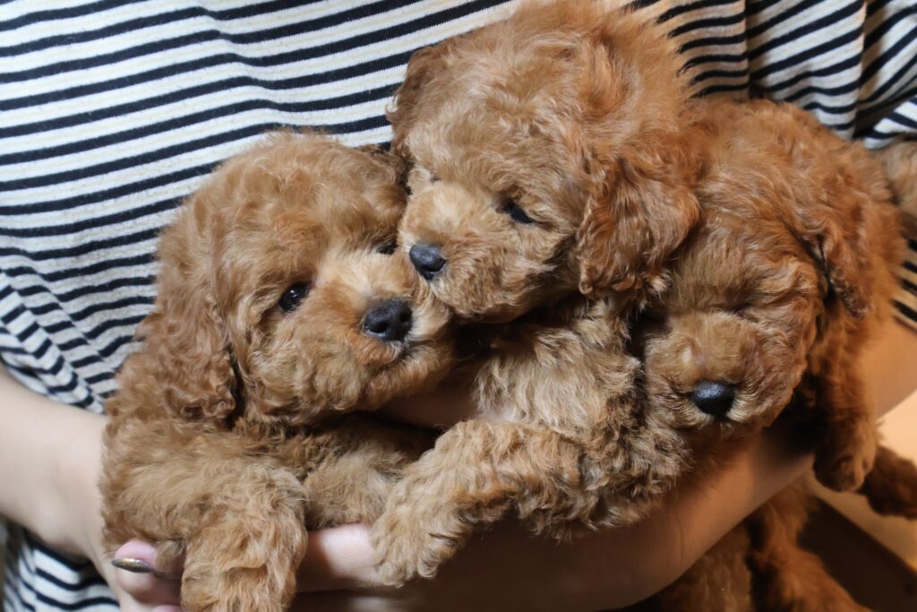 トイプードルの子犬 レッドの3きょうだい 2026年9月14日生（うっとりの子） 抱っこされた3頭