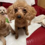 アイカドールかもの親犬