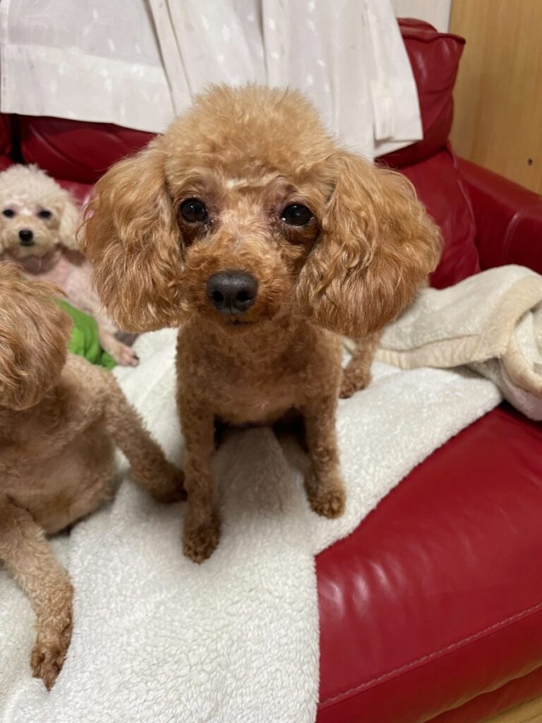 アイカドールかもの母犬「うみ」(トイプードル・レッド)