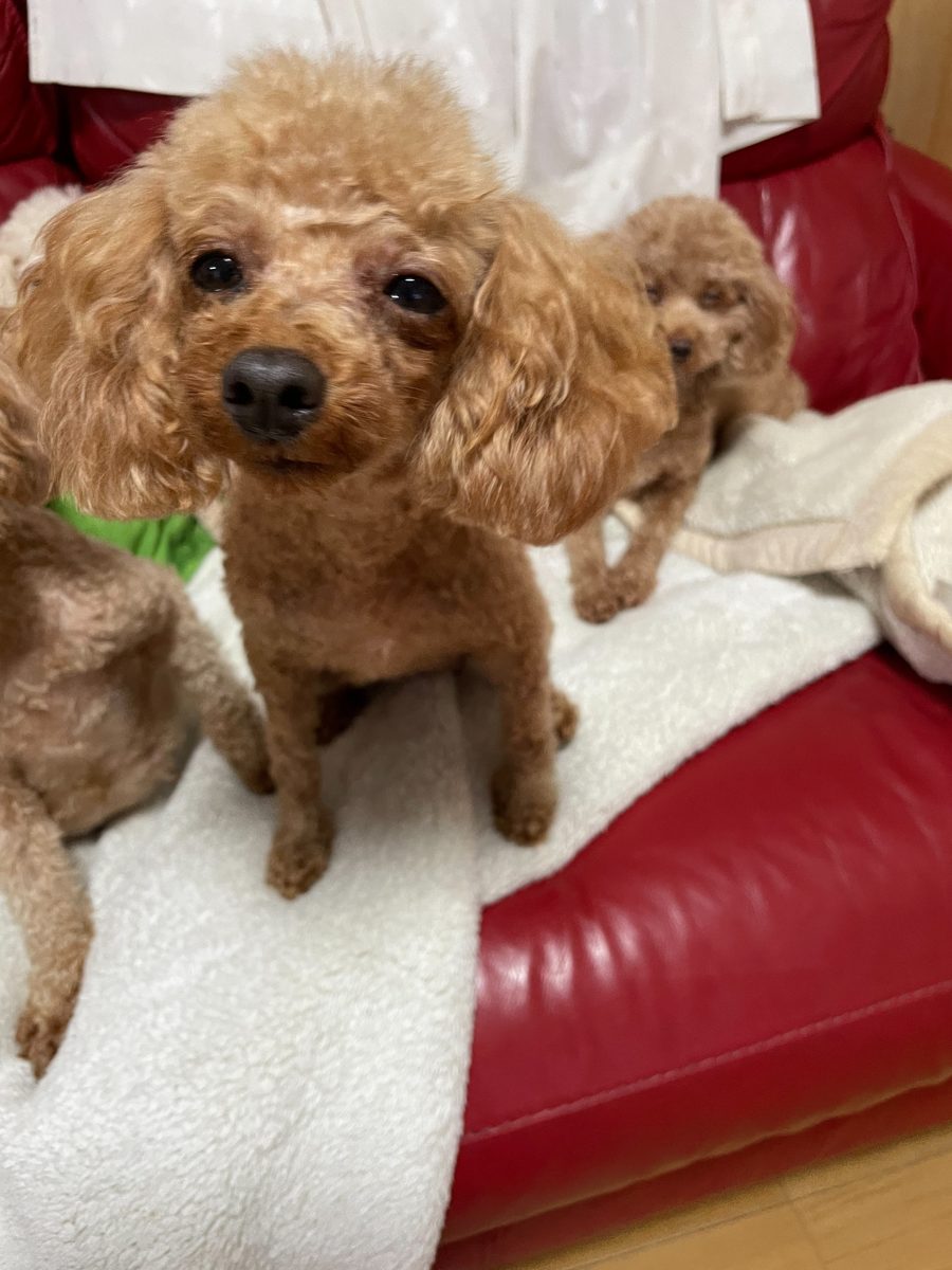 アイカドールかもの母犬「うみ」(トイプードル)ソファでおすわり